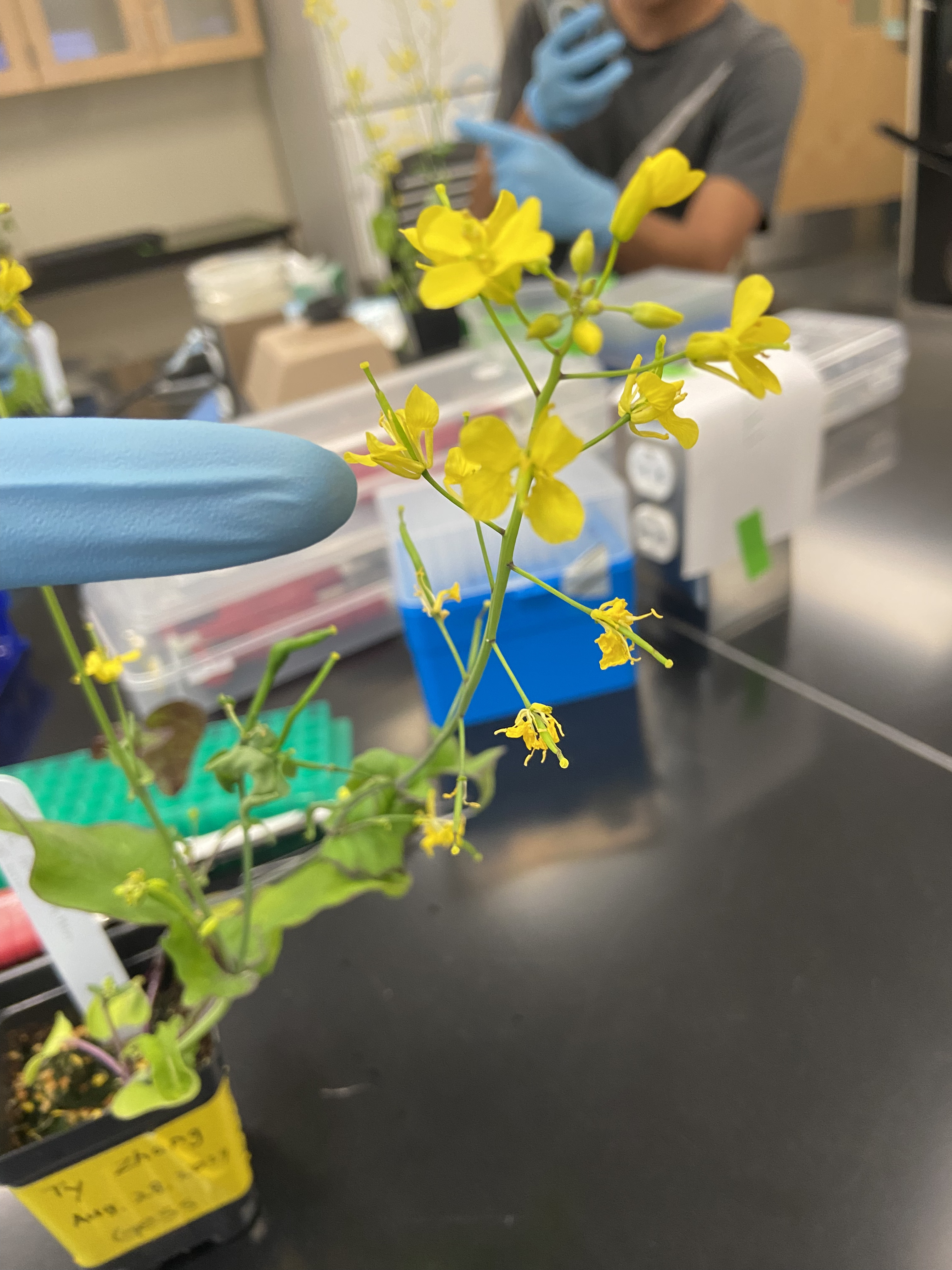 Flower microbiome