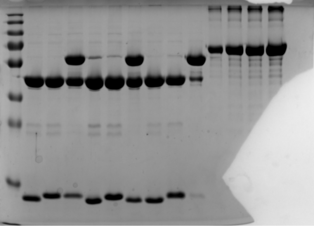 Simian Virus 40 OBD Protein